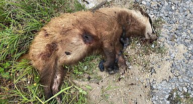 Aydın'da nesli tehlike altında olan Avrupa porsuğu silahla öldürüldü