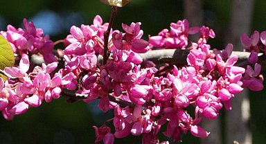 Baharın habercisi erguvanlar İstanbul'da görsel şölen oluşturdu