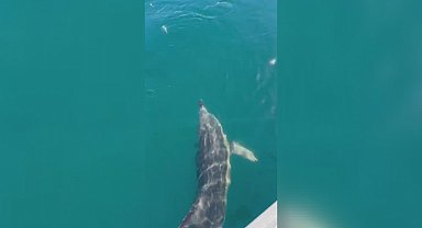 Balıkçılar oltadaki balık ile yunusu etraflarında yüzdürdü; o anlar kamerada