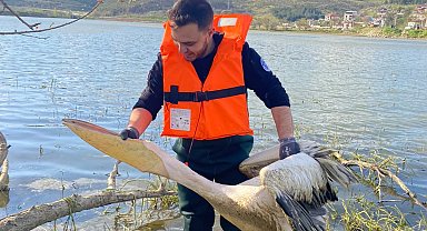 Barajda bitkilerin arasında mahsur kalan yaralı pelikanı itfaiyeciler kurtardı