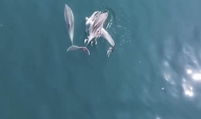 Bartın'da yunuslar cep telefonuyla görüntülendi