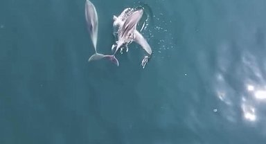 Bartın'da yunuslar cep telefonuyla görüntülendi