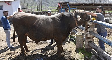 Besi çiftliğinin gözdesi 1 ton 180 kilo ağırlığındaki 'Poyraz', 435 bin TL'den alıcı bekliyor