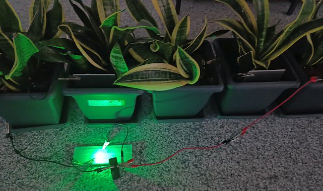 Bitkilerden elektrik üretildi; Bolu ve Ankara'dan ekip biyopil geliştirdi