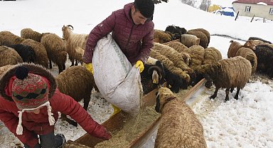 Bitlis'te nisan karı, besicileri zor durumda bıraktı