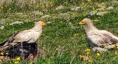Bolu'da nesli tehlikedeki Mısır akbabaları görüntülendi