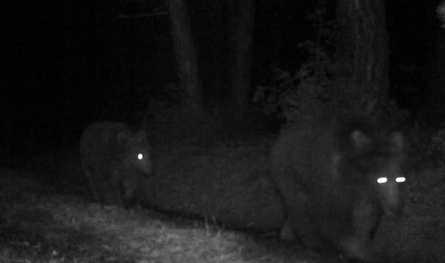 Bozayılar fotokapanla görüntülendi