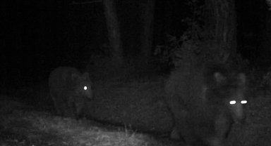 Bozayılar fotokapanla görüntülendi