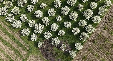 Bursa'da meyve ağaçlarının çiçek açtığı bahçeler dronla görüntülendi
