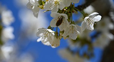 Coğrafi tescilli Demirci kirazında hedef 20 bin ton rekolte