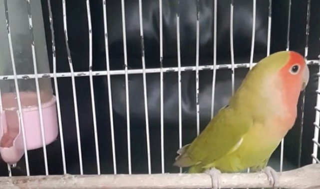 Denizli'deki petshop denetimlerinde 14 papağan ile 150 su kaplumbağasına el konuldu