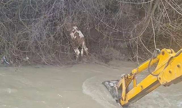 Dereye düşen buzağıyı köylüler kurtardı