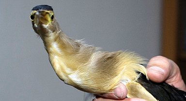 Dersteki teori bahçede pratiğe dönüştü; nesli tükenme tehlikesindeki kuşa öğrenci şefkati