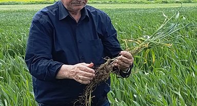 Edirne'de hububatta 'kök çürüklüğü' hastalığı görüldü