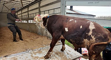 Erciş'te kurbanlık sevkiyatı batı illerine başladı