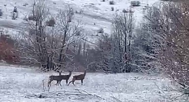Erzincan Refahiye'de kızılgeyikler görüntülendi