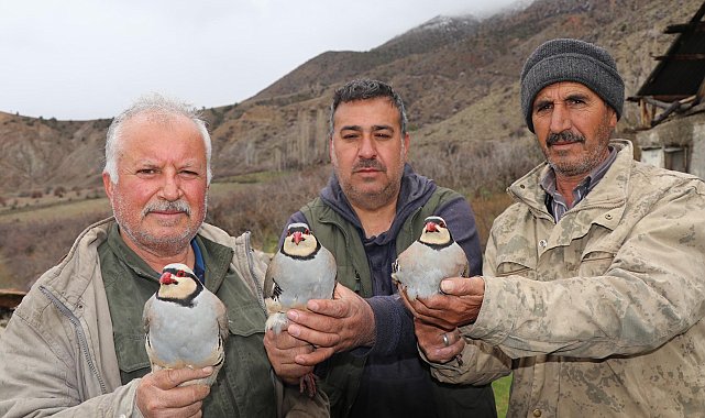 Erzurum Oltu'da 350 kınalı keklik halkalandı