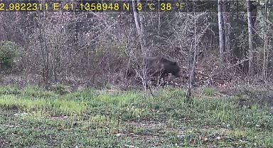 Evinin yakınındaki ormana fotokapan kurup, yaban hayatı görüntüledi