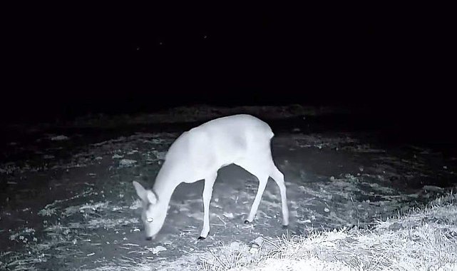 Ganos Dağı'nda fotokapanla kurt, karaca ve porsuk görüntülendi