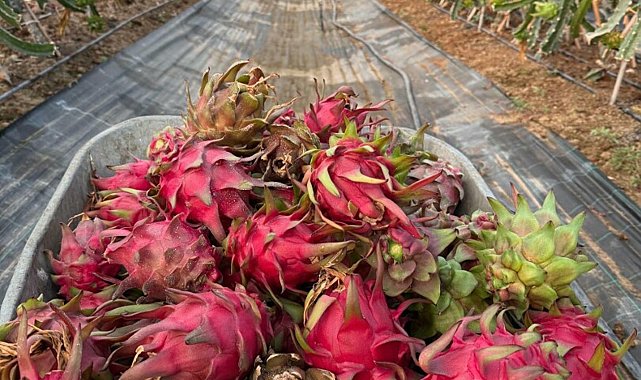 Genç mühendis adayından tropikal serada akıllı dönem