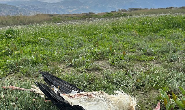 Göç yolundaki 5 leylek tüfekle vuruldu