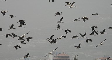 Göç yolundaki Hatay'da mola veren leylekler, sulak alanlar ve gökyüzünü kapladı