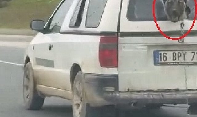 Hafif ticari aracın kırık camından etrafı izleyen köpek kamerada