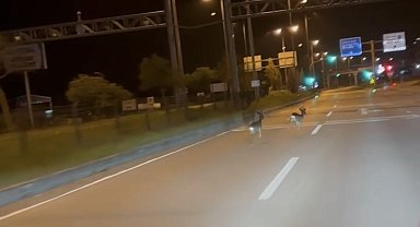 Hastane kavşağına çıkan karacalar kamerada