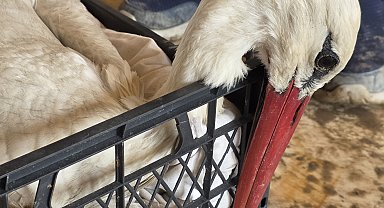 Hatay'da 2 ayda göç yolundaki 53 leylek vuruldu