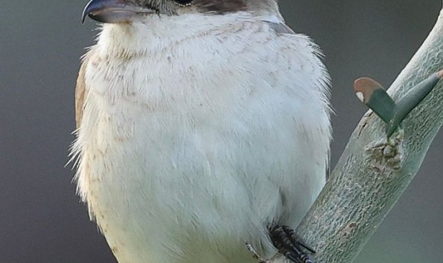 Hatay'da ilk kez Türkistan örümcekkuşu görüldü