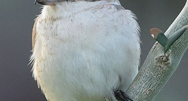 Hatay'da ilk kez Türkistan örümcekkuşu görüldü