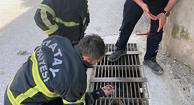 Hatay'da mazgala düşen civciv kurtarıldı