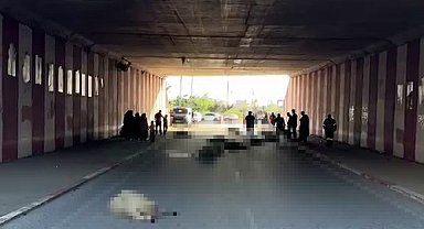 Hatay'da otomobilin çarptığı sürüdeki 17 koyun öldü