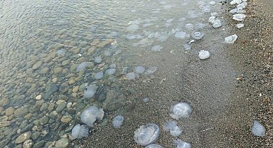 Hatay'da sahilde denizanası yoğunluğu
