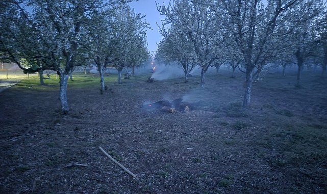Iğdır'da üreticilerin don nöbeti; çiçek açan kayısı ağaçlarını dumanla koruyorlar