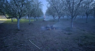 Iğdır'da üreticilerin don nöbeti; çiçek açan kayısı ağaçlarını dumanla koruyorlar