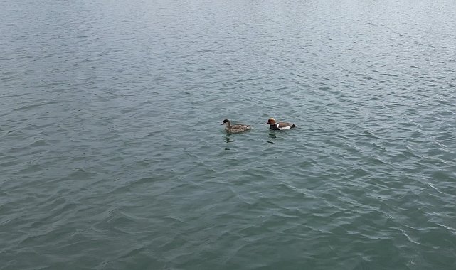 İlçeye ilk kez gelen 'elmabaşlar' için yuva çalışması