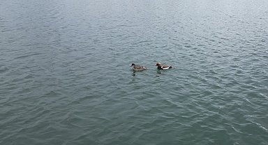 İlçeye ilk kez gelen 'elmabaşlar' için yuva çalışması