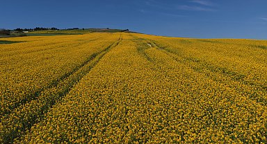 İstanbul'da sarıya bürünen kanola tarlaları havadan görüntülendi