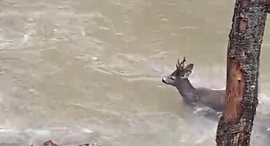 Karacanın çaydan zorlu geçişi kamerada