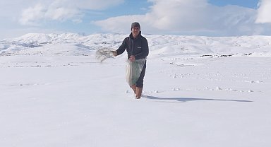 Karla kaplı tarlaya yonca ekti