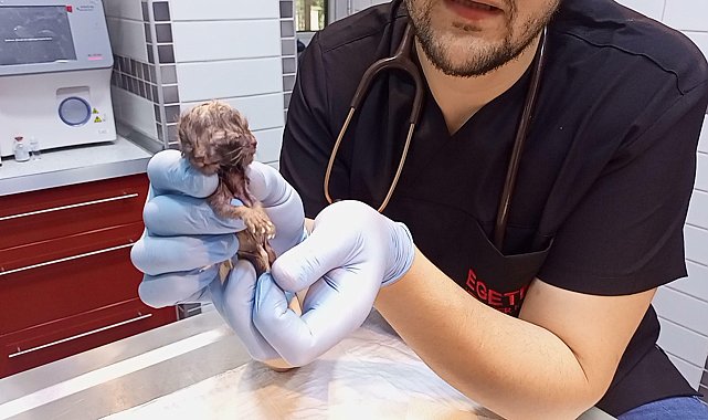 Karnındaki çift başlı ölü yavru sezaryenle alınan kedinin diğer 3 yavrusu kurtarıldı