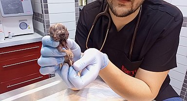 Karnındaki çift başlı ölü yavru sezaryenle alınan kedinin diğer 3 yavrusu kurtarıldı