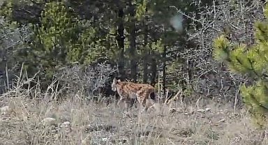 Kastamonu'da vaşak görüntülendi