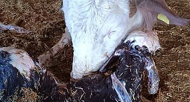 Kayseri'de yeni doğan buzağı ile annenin kavuşması kamerada