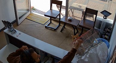 Kedinin, dükkandaki kuşlara saldırdığı anlar kamerada