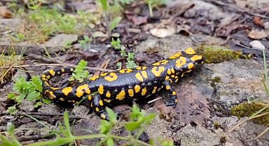 Kemaliye'de benekli semender görüldü