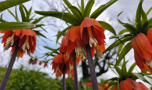 Koparmanın 700 bin lira cezasının olduğu 'ters lale' için Sason'a ziyaretçi akını