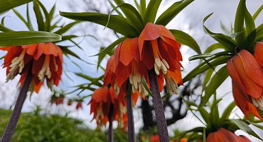 Koparmanın 700 bin lira cezasının olduğu 'ters lale' için Sason'a ziyaretçi akını