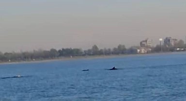 Küçükçekmece Sahili'nde yunuslar görüntülendi